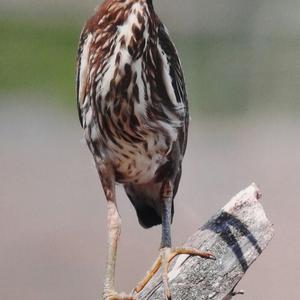 Green Heron