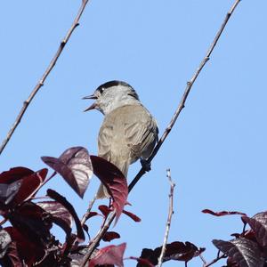 Blackcap