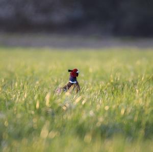 Common Pheasant