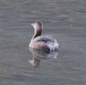 Little Grebe