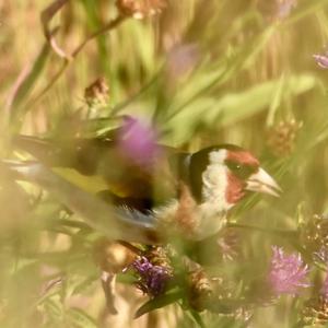 European Goldfinch