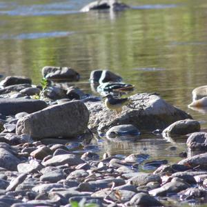 Grey Wagtail