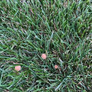 Lawn Mower`s Mushroom