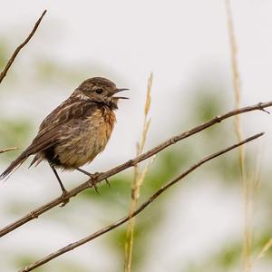 European stonechat