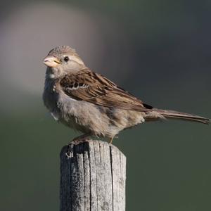 House Sparrow