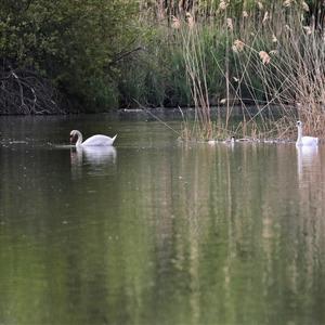 Höckerschwan