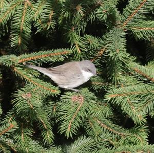 Lesser Whitethroat