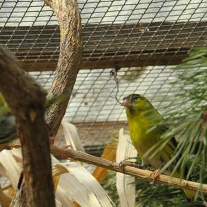 Eurasian Siskin