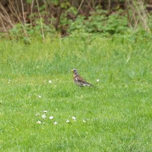 Fieldfare