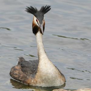 Great Crested Grebe