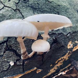 Porcelain Fungus