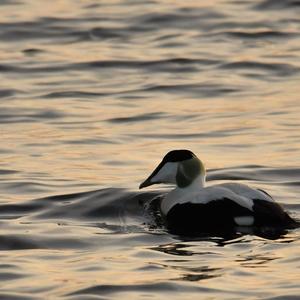 Common Eider