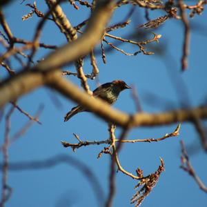 Brown-headed Cowbird