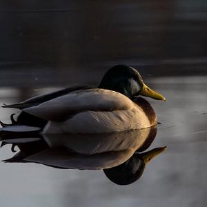 Mallard