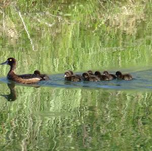 Tufted Duck