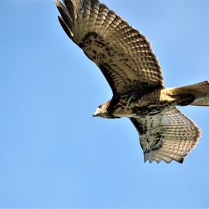 Rotschwanzbussard