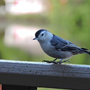 White-breasted Nuthatch