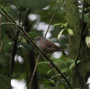 Hedge Accentor