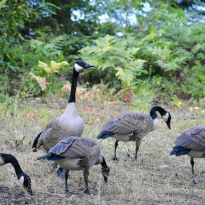 Canada Goose