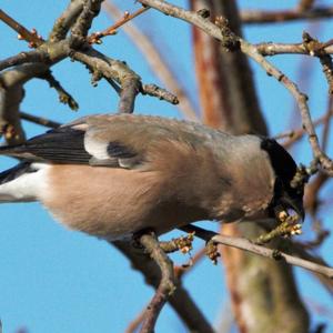 Eurasian Bullfinch