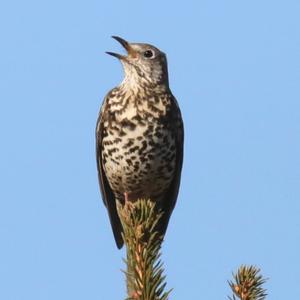 Mistle Thrush