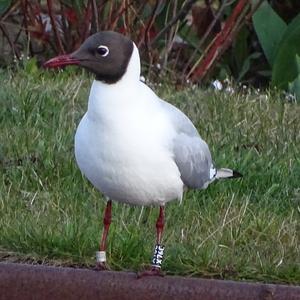 Black-headed Gull