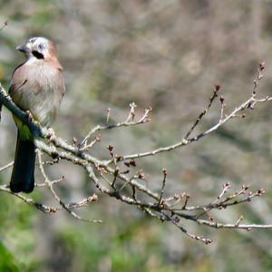 Eurasian Jay