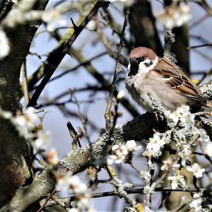 Field Sparrow