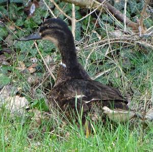 Garganey