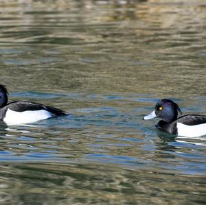 Tufted Duck