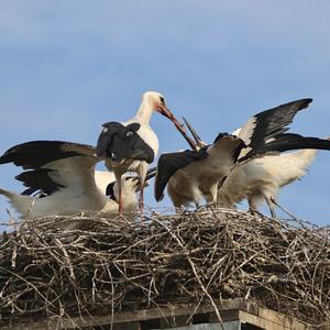 White Stork