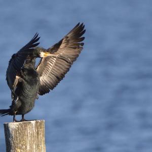 Great Cormorant