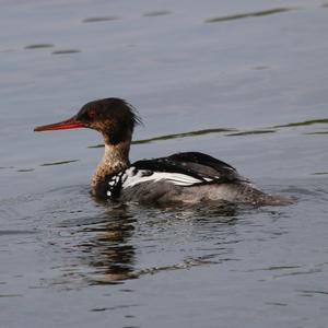 Common Merganser