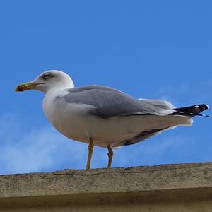 Yellow-legged Gull