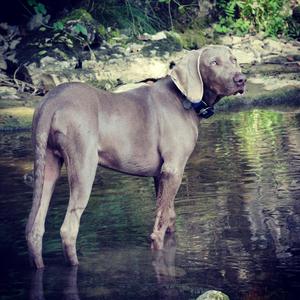 Weimaraner