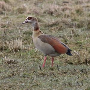 Egyptian Goose