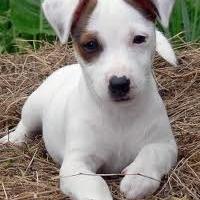 Russell Terrier