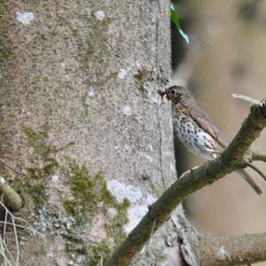 Song Thrush