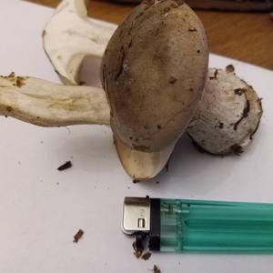 Cloudy Clitocybe