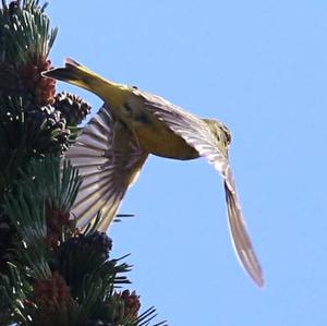 European Greenfinch