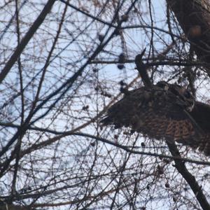 Eurasian Eagle-owl