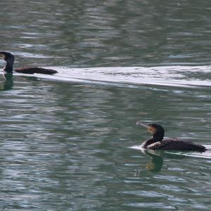 Great Cormorant