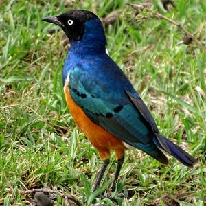 Superb Starling