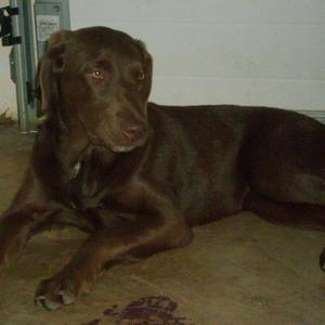 Unknown Breed