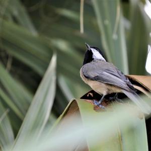 Carolina Chickadee