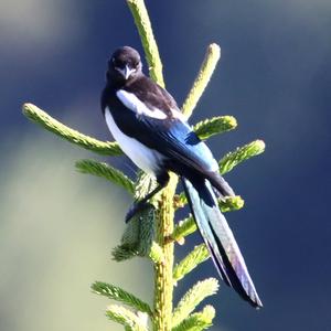 Black-billed Magpie