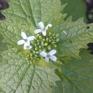 Garlic Mustard