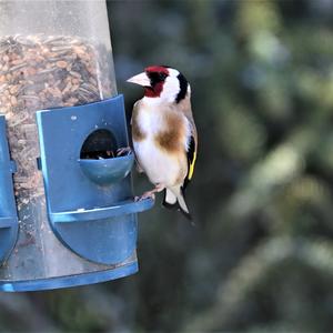 European Goldfinch