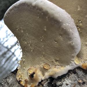 Resinous Polypore