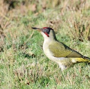 Eurasian Green Woodpecker